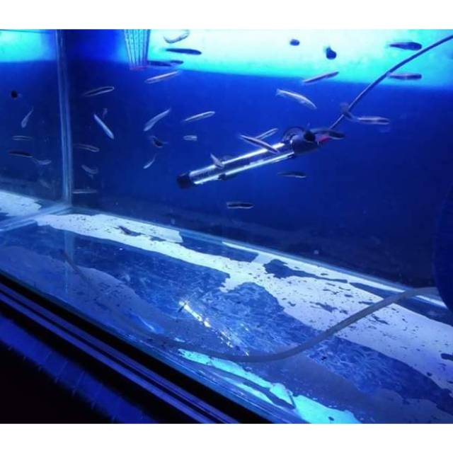 IKAN CHANA MARU YELLOW SETARU SIZE 4CM