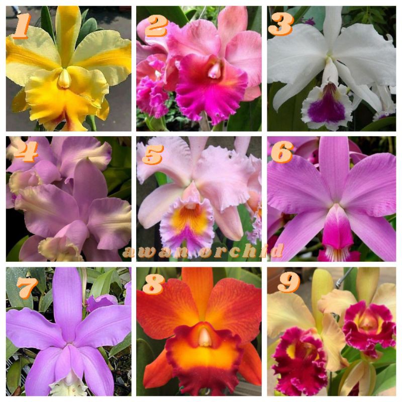 anggrek cattleya remaja
