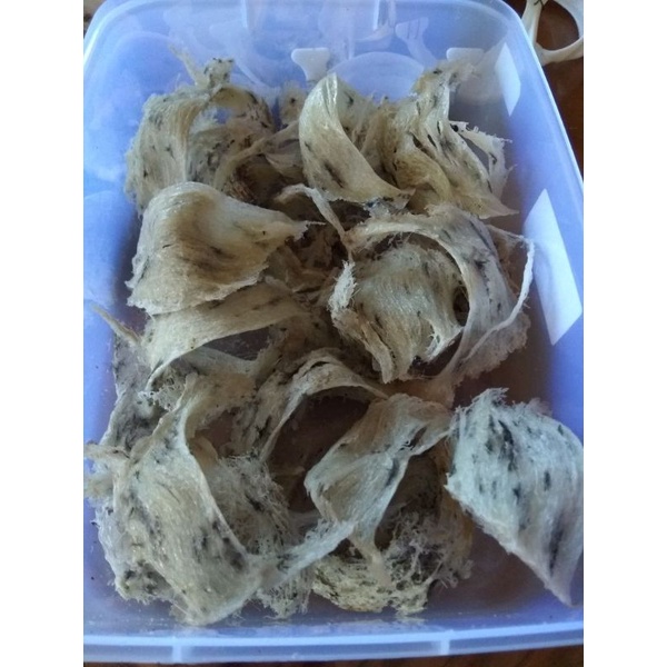 Sarang Walet Rumahan Asli