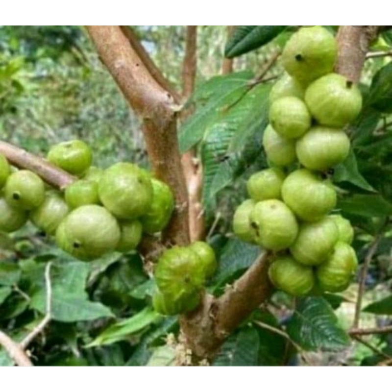 Bibit white jaboticaba