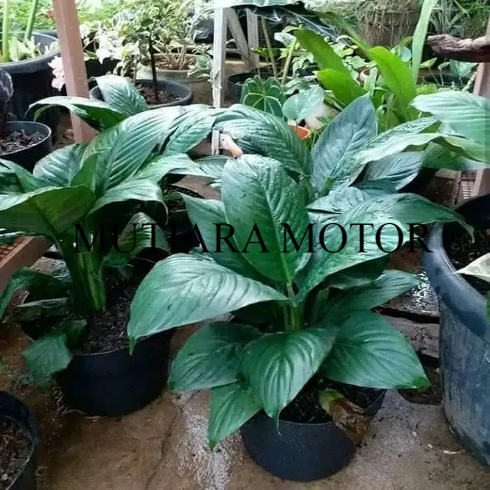peace lily giant tanaman hias