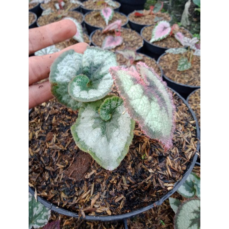 Tanaman Hias Begonia escargot/Begonia keong