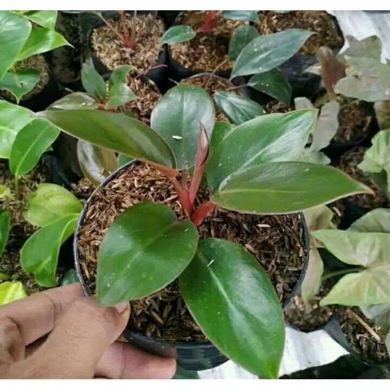 Tanaman hias Philodendron Red Congo - philo red congo