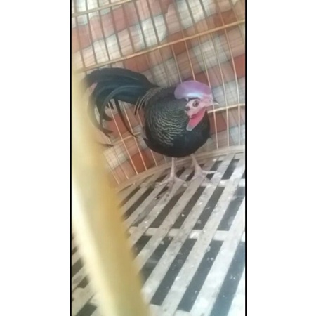 ayam hutan hijau Lombok