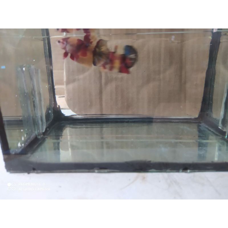 ikan cupang nemo galaxy