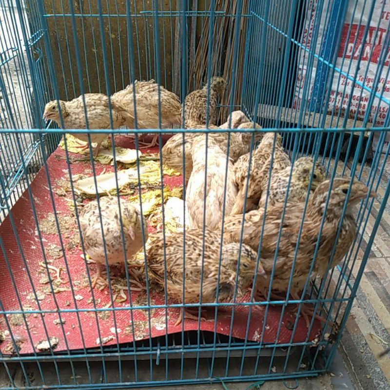 burung puyuh tinggal bertelor