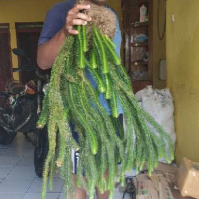 MURAH Tanaman Gantung HUPERZIA SQUARROSA