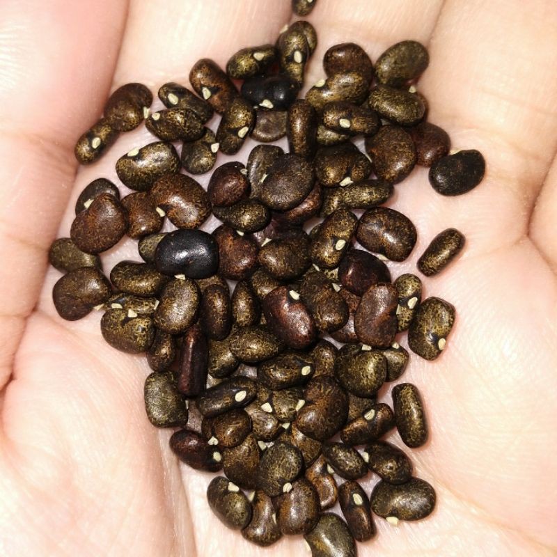 Benih Biji Bunga Telang Biru - 10 Biji