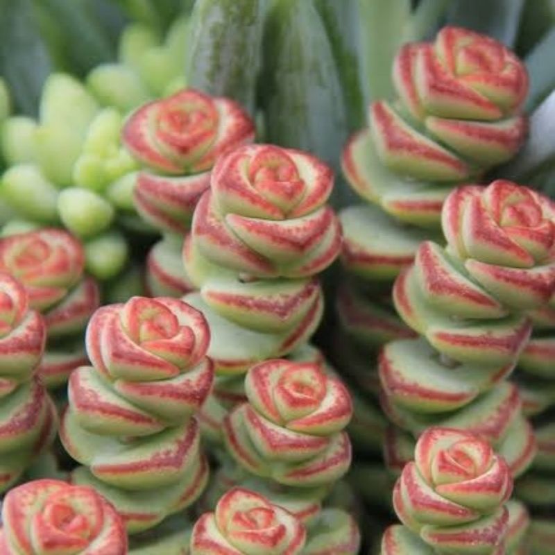 Crassula baby necklace/Crassula marnieriana cluster