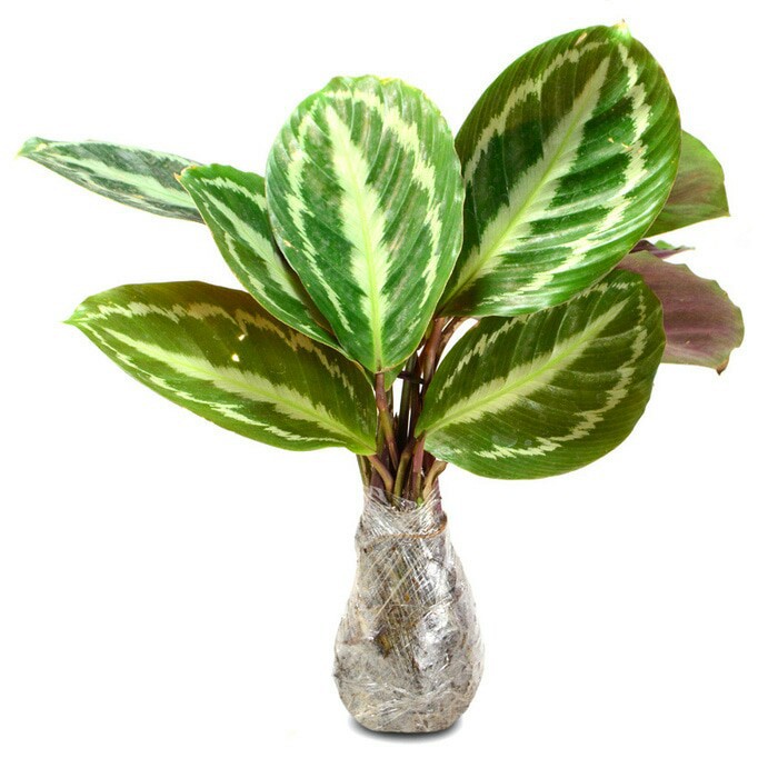 tanaman hias calathea silver back indoor