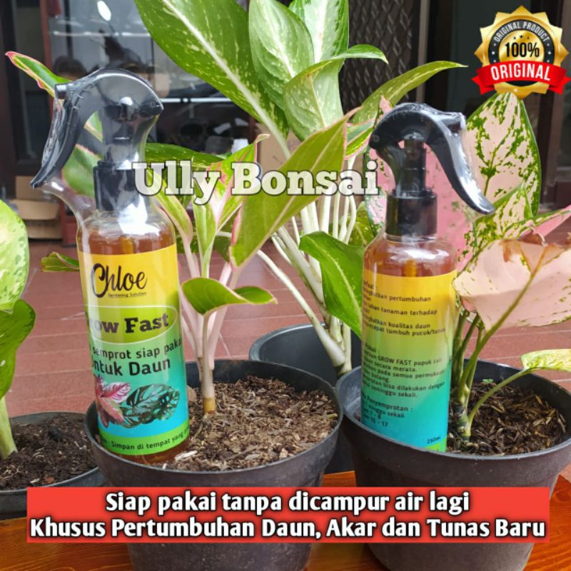 Grow Fast Pupuk Daun Semprot Aglonema Dan Semua Jenis Tanaman Hias 250ml