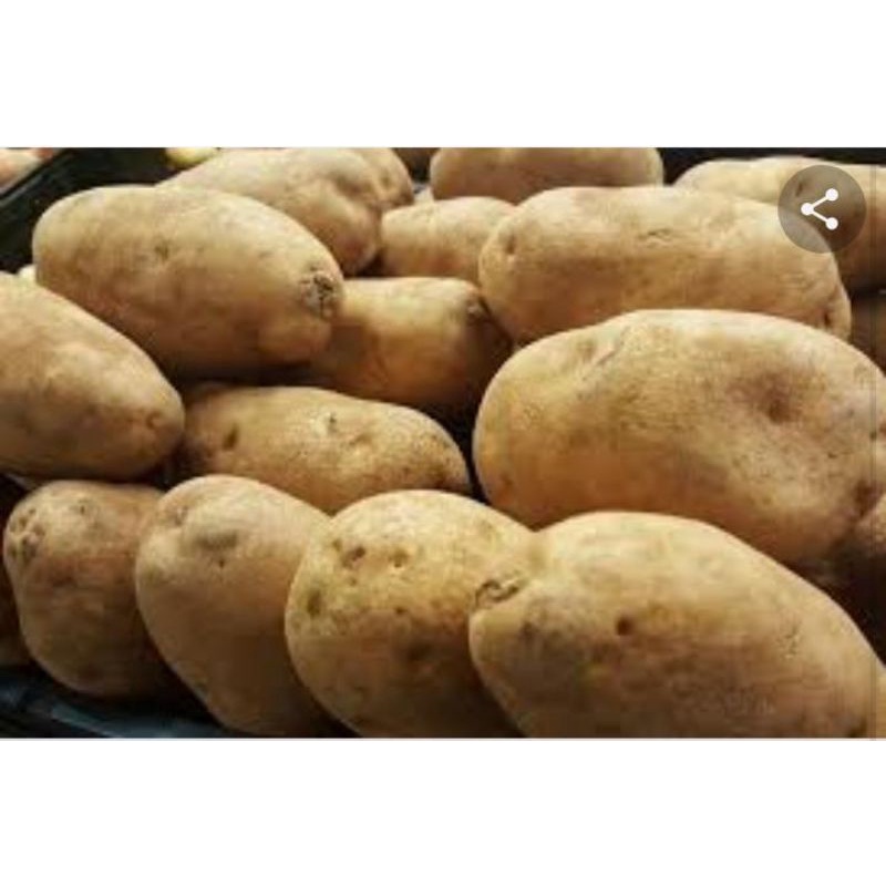 

KENTANG SUPER BESAR per 500 gram