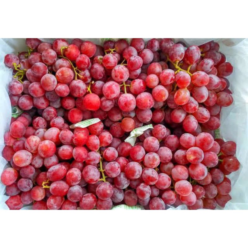 

Anggur RED GLOBE 500gr 1 kg Garing Besar / Fruit Mart