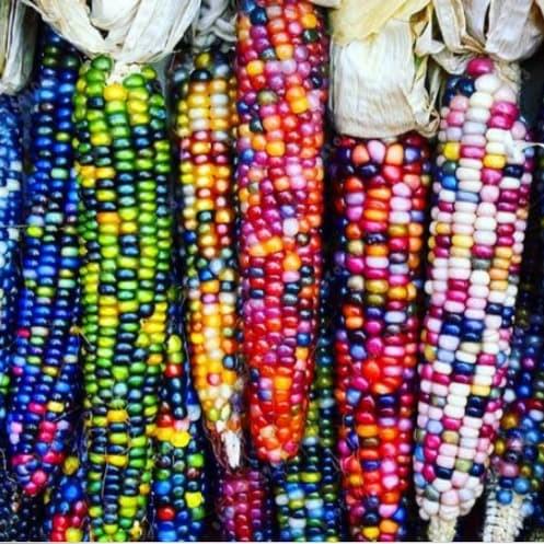 ❀ Bibit Benih Biji Jagung Pelangi - Rainbow Corn Warna Warni Isi 10 Biji ☋