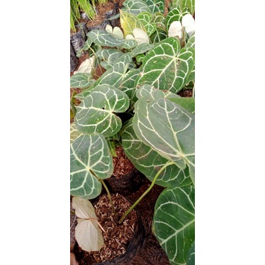 TANAMAN HIAS KUPING GAJAH