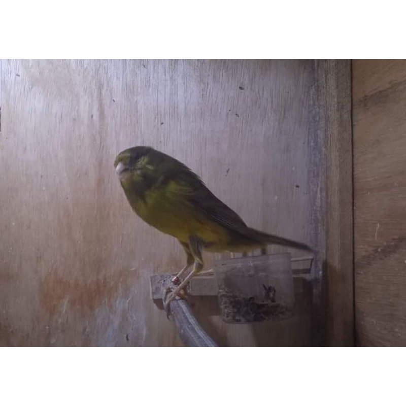 kenari f2ys (YSL X F1YS)