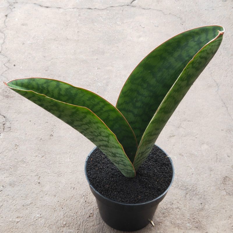 sansevieria malawi hybrid ukuran 25cm
