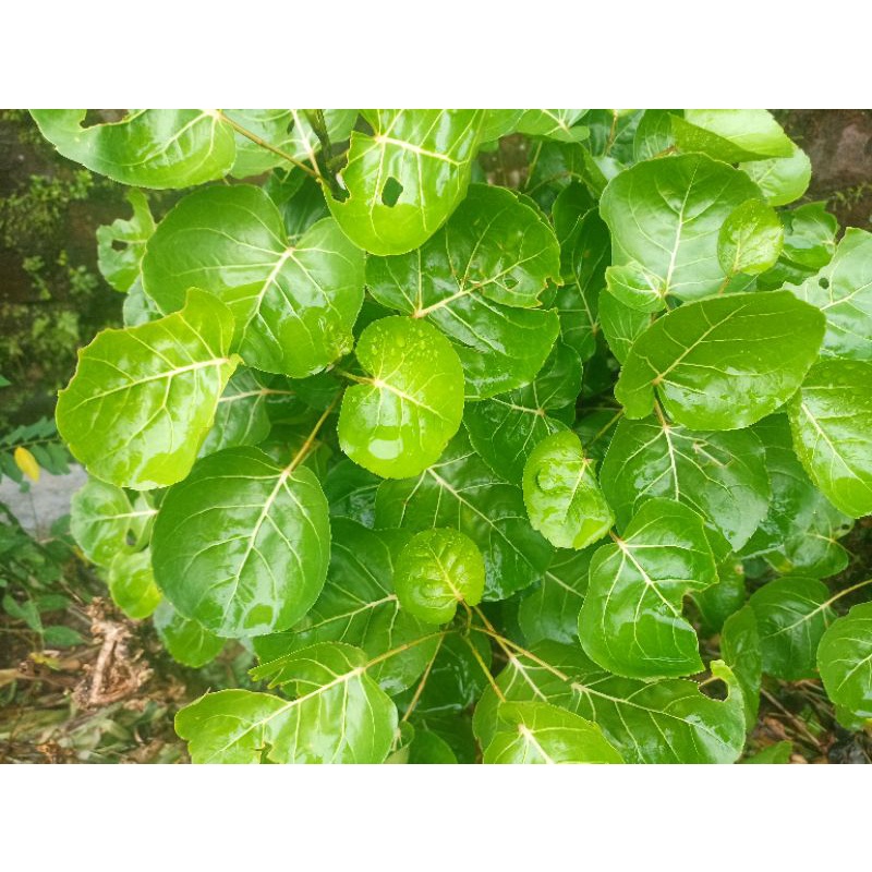 

daun mangkokan segar perlembar