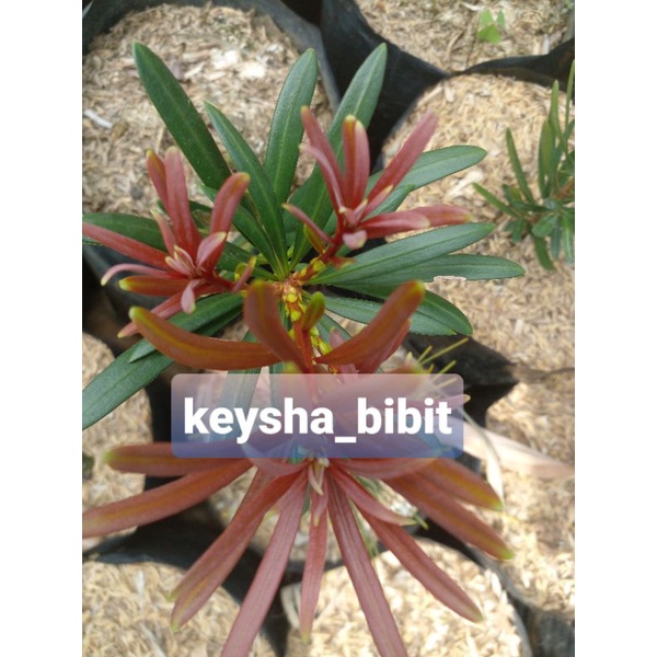 lohansung ori pucuk merah jenis impor 20cm