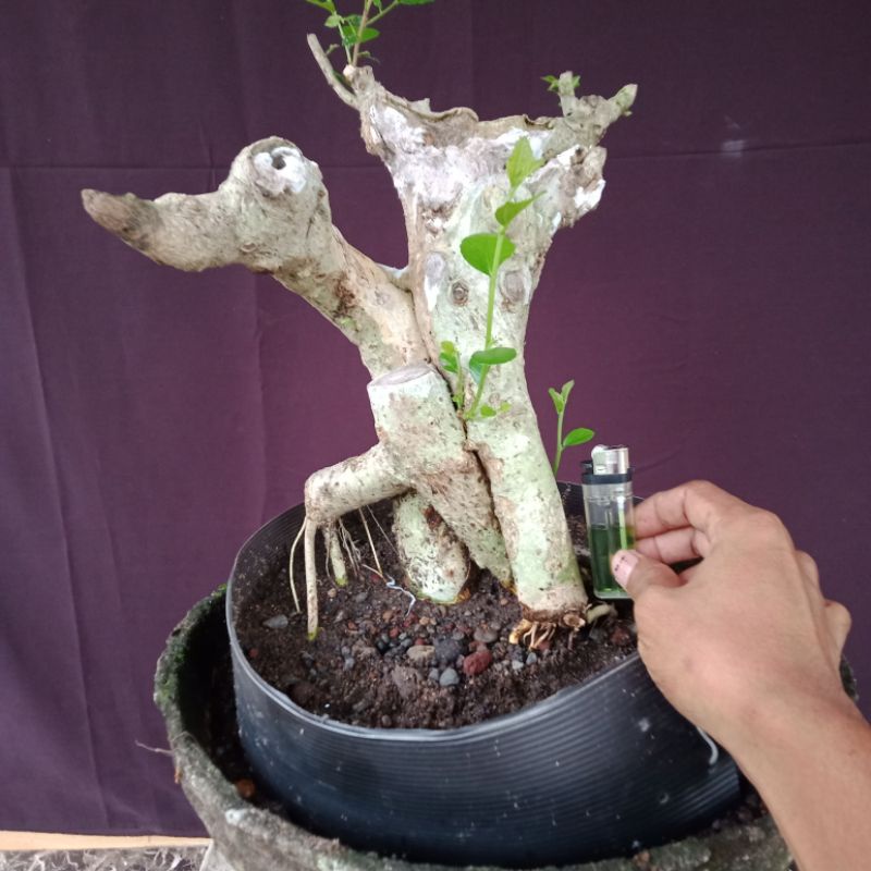 BAHAN BONSAI SERUT SESUAI FOTO