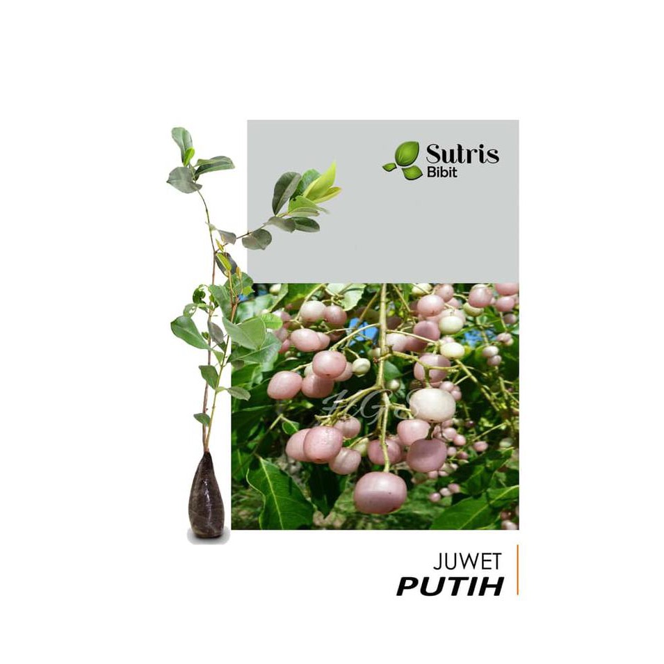 Bibit Tanaman Buah Juwet Putih / Jamblang / Duwet Obr