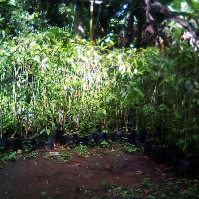 BIBIT KAYU GAHARU TINGGI 1 METER // POHON GAHARU // KAYU GAHARU