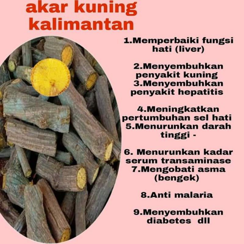 

AKAR BAJAKAH KUNING 1KG KERING SIAP SEDUH - OBAT HERBAL KALIMANTAN