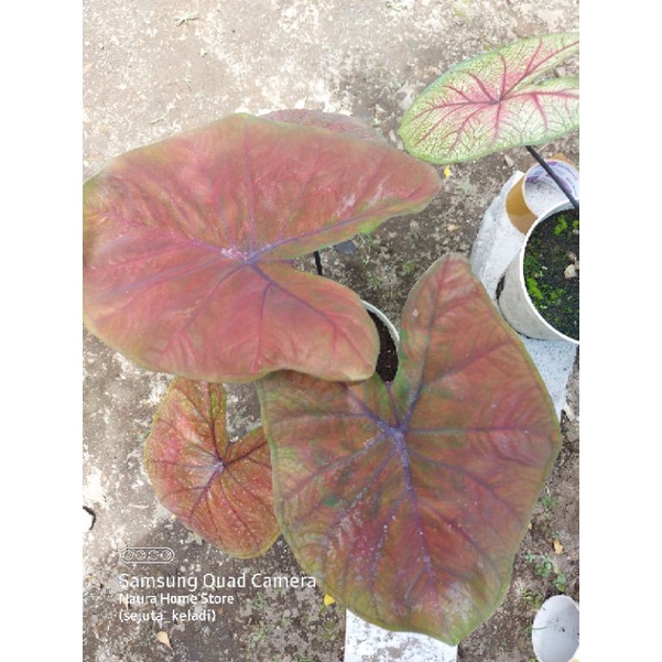 CALADIUM HYBRID SILANGAN BLACK MAMBA