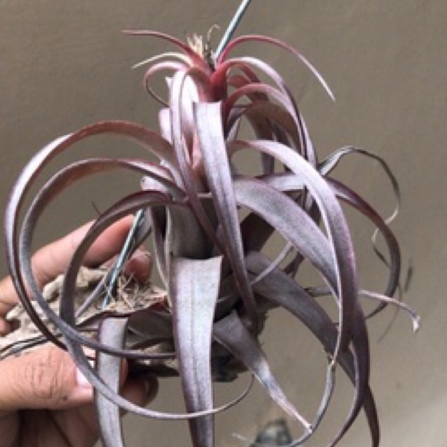 Katalog Tanaman Hias Tillandsia Love Knot