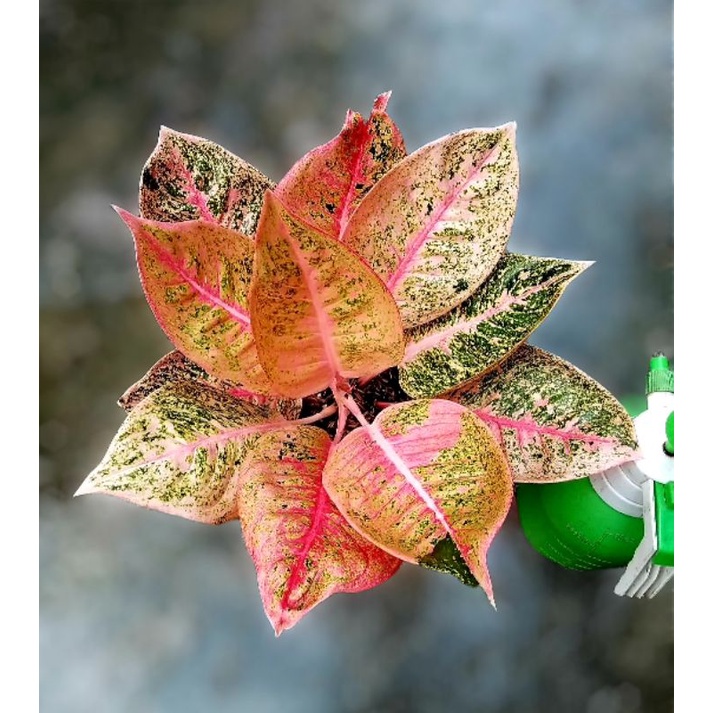 Aglonema Shinta Mutasi / Tanaman hias aglonema aglaonema Shinta Mutasi murah ekonomis ( BISA COD ) ✅