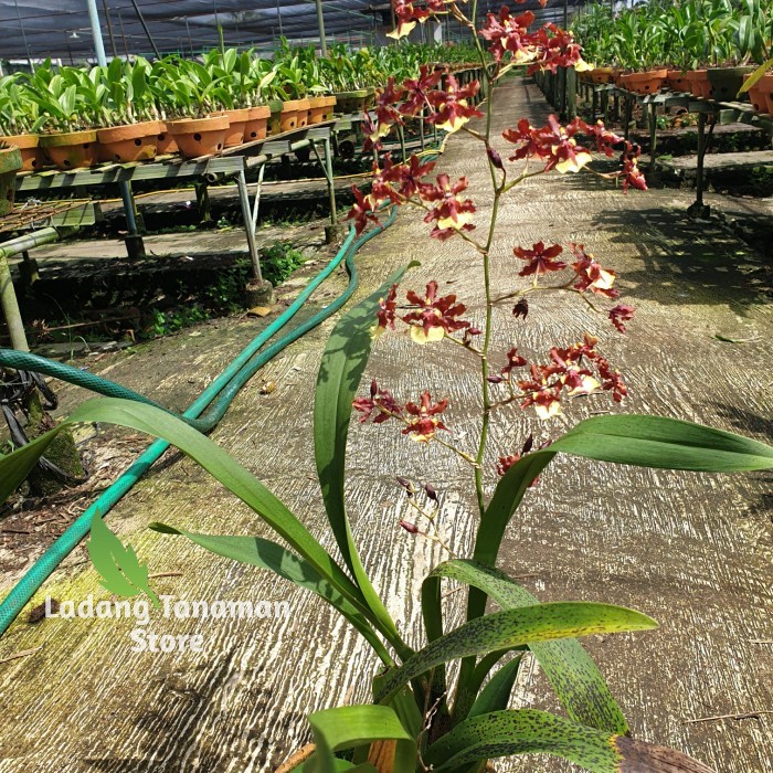 anggrek oncidium wangi