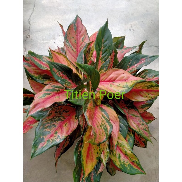 Aglonema Kocin Camelon