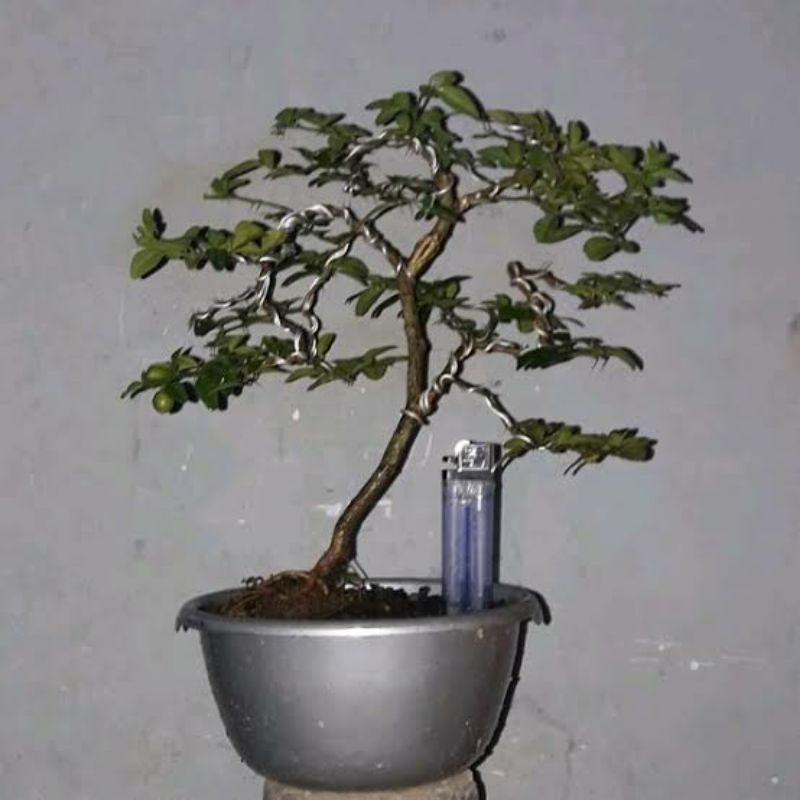 bahan bonsai jeruk kingkit dari biji ukuran mame tanaman hidup