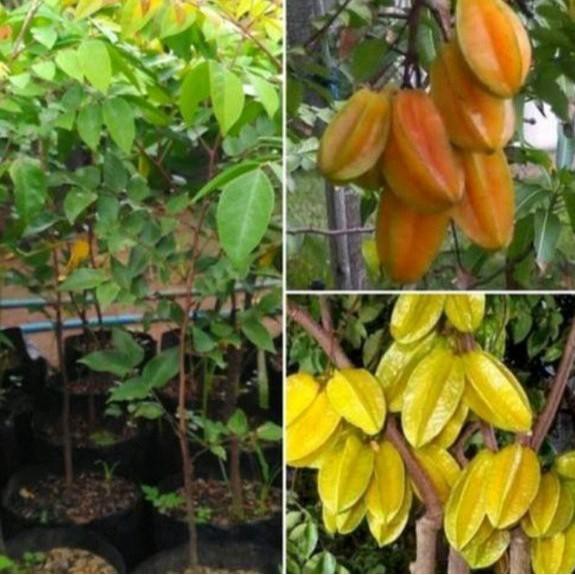 

HARGA GROSIR >> belimbing madu jombo