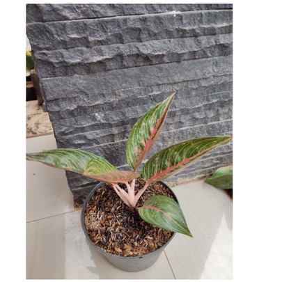 (BISA COD) AGLONEMA GREEN LEGACY TANAMAN BUNGA HIAS AGLO GREEN LEGACY TERAWAT