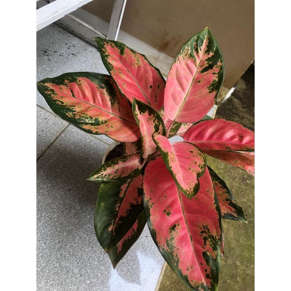 aglonema kochin paramuay