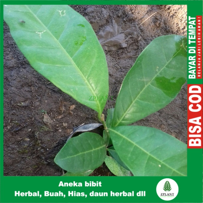 bibit tanaman cendana bali-pohon cendana bali