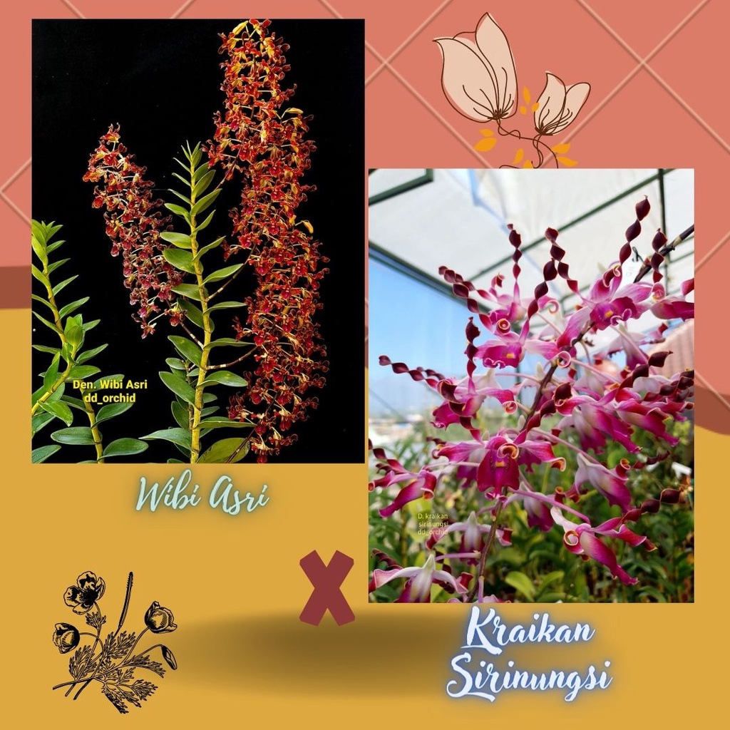 DD Orchid Seedling Wibi Asri X Kraikan Sirirungsi
