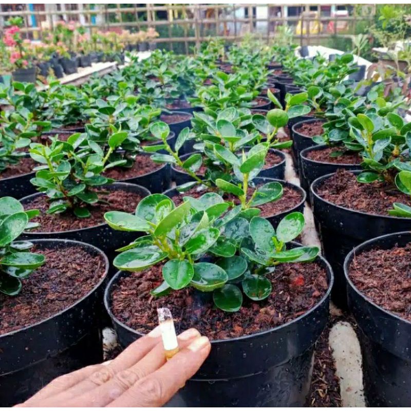 BIBIT BERINGIN DOLAR MANGKOK ORI