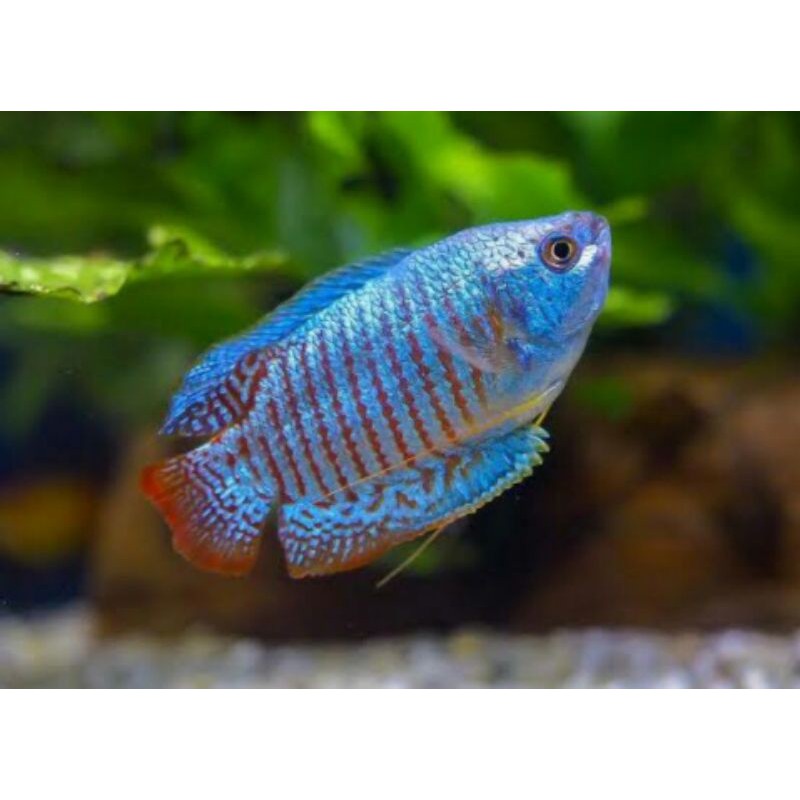 

ikan sepat ralis