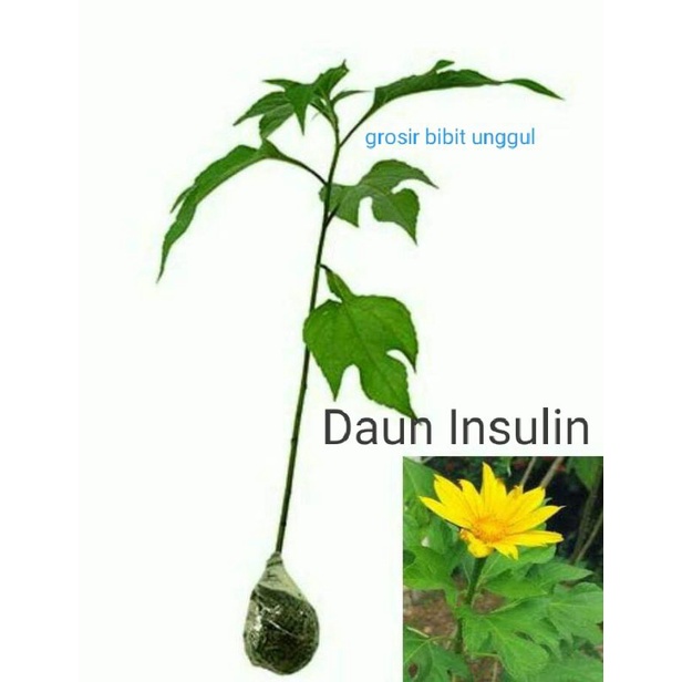 Bibit Daun Insulin Herbal