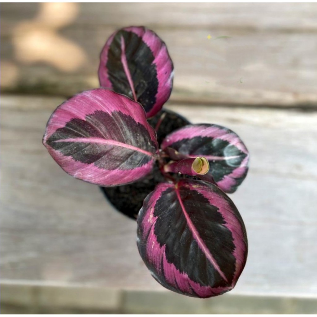 Calathea Pink Jessy 4-5 Daun - Kalatea - Tanaman Hias Indoor - Bunga