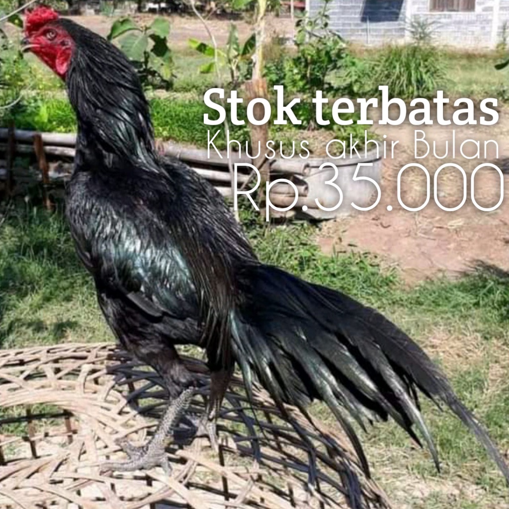 

perbutir telur fertil ayam bangkok ekor lidi asli