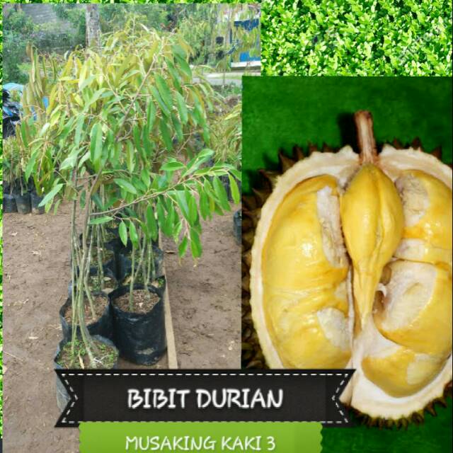 Bibit Durian Musangking Kaki 3