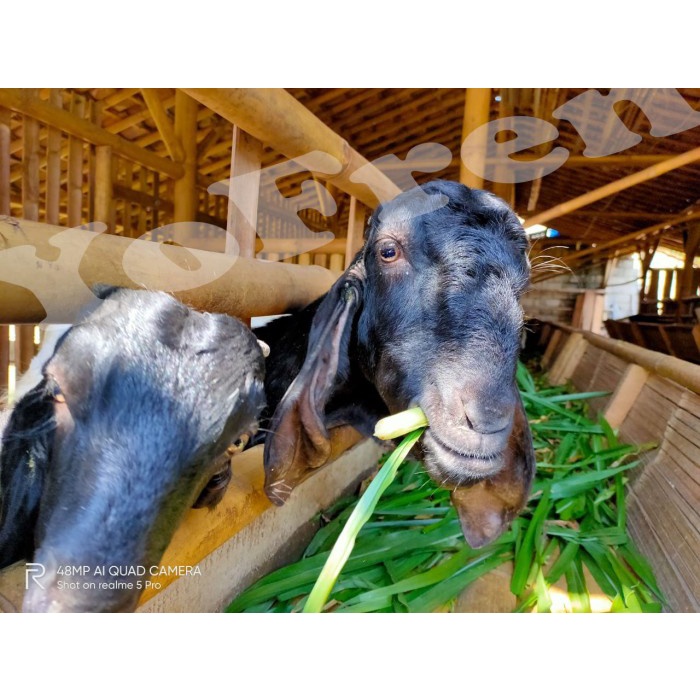 

fe20111 Susu Kambing Etawa Spesial (Organik/Cair/Fresh) Xa201As
