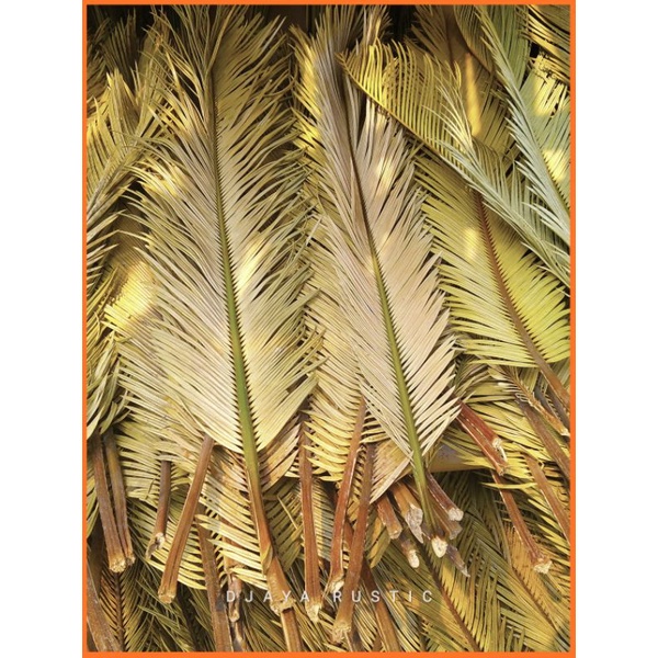 Daun Sikas kering | Sikas Mawar Jambe Natural