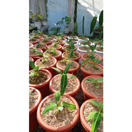 waroqueanum medium size