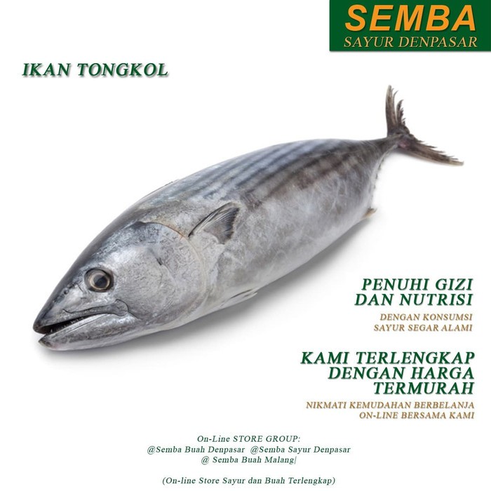 

IKAN TONGKOL B 1KG seafood DENPASAR BALI sayuran sembako bumbu lauk food bahan makanan murah fresh