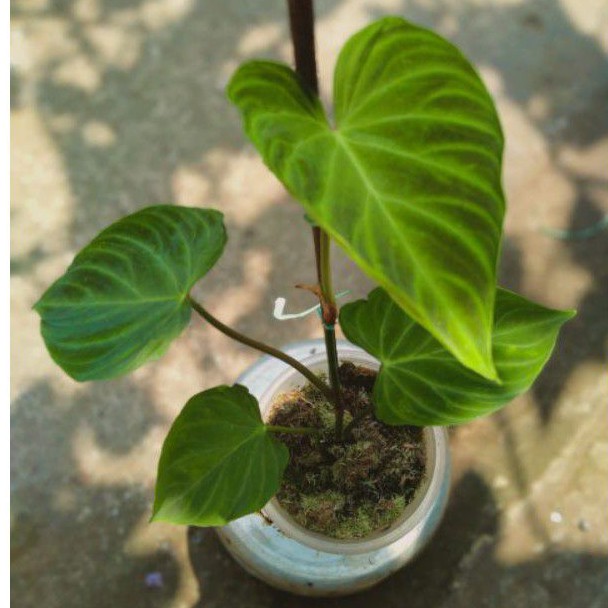 Philodendron Verrucosum / Philodendron X Melano / verrucosum