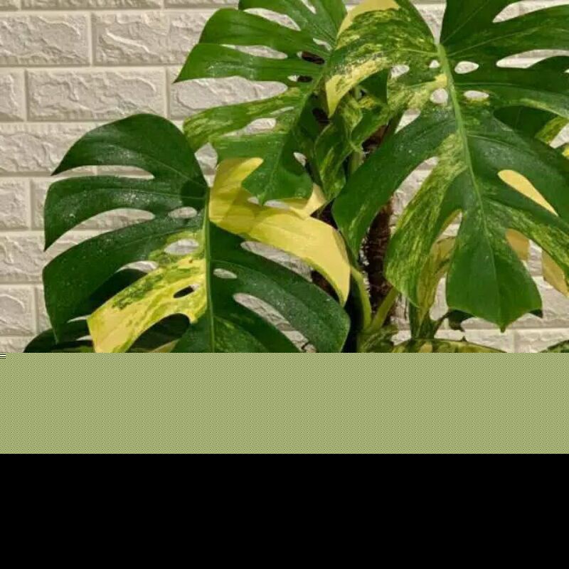 bonggol Monstera king varigata gold original